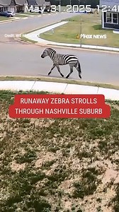 2M views · 15K reactions | WILD AND FREE: Ed the zebra, a runaway resident of Rutherford County, Tennessee, has been on the loose for a week after escaping his owner's property. | Fox News | Facebook
