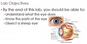 Eye Dissection Lab Bundle