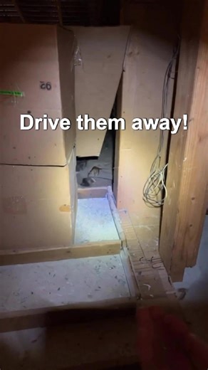 Attic rats swarming? No cleaning, no pesticides needed, just toss it away and they're all gone! 📦 #HomeCleaning #RatRepellent #NonToxicInsectRepellent #Attic #Rat