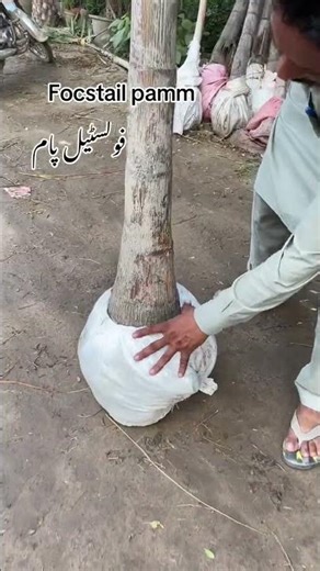 #FoxtailPalm #WodyetiaBifurcata #TropicalLandscaping #ResortVibes #LuxuryGarden #plants