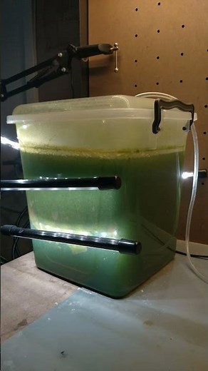 Spirulina - An algae of many uses! (Part of my renewable biofuel research)