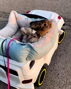 Nothing to see, just two adorable rabbits riding in a toy car 🐇🐇 ViralHog | MetDaan Animals
