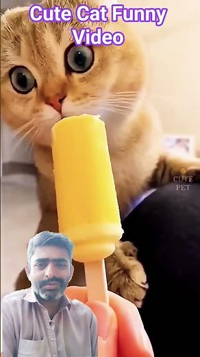 Cute Cat Funny Video for Kids #funny #cat #pets