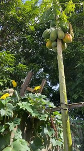 bilisan natin at baka mahuli ng may-ari😁 | open daily from 7AM to 8:30AM | DENR CWR No. R4A-CWR-2017-CAV-046 | Eboy Sabater's Aviary