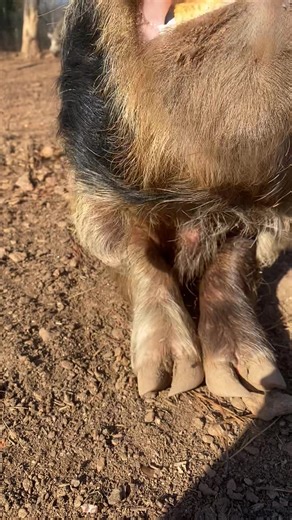 🐷🎉 Meet Peppa, the superstar granny KuneKune! 🎂 Thanks to the generosity of Royston Animal Hospital Peppa got a special cupcake to celebrate landing not just one, but TWO sponsors this week! A huge shoutout to Miss Kim and Miss Florence for supporting Peppa's journey at Outsiders Farm & Sanctuary. 🥳🙌 But here's the thing: we still need YOUR help! Most of our animals don't have a sponsor yet, and we're aiming to have at least three sponsors per resident. 🐾 By becoming a sponsor, you'll not 