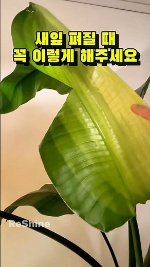 여인초 새잎 안찢어지고 펴지게 하는 방법#plants #반려식물 #여인초