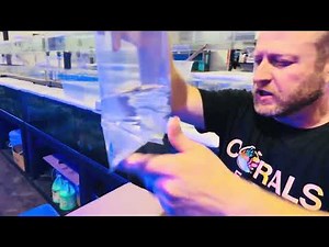 How to Drip Acclimate Saltwater Fish (Step-by-Step Guide)