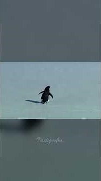 This Penguin Walked Toward the Mountains… And Never Came Back 🐧🥶