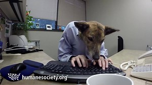 1.3M views · 27K shares | Ever wonder what it's like to work here? Just ask Kit. | Humane World for Animals | Facebook