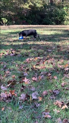 Mr. Mugsy 💙 #bulldog #baby #oldeenglishbulldogge #cuteanimal #puppy #cutebaby #englishbulldog #dog