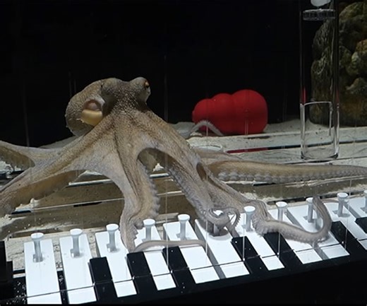 Teaching an Octopus to Play Piano
