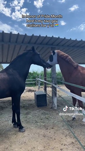 little (massive) gay boys 🏳️‍🌈💜 #horse #horses #equestrian #equestrianlife #lgbt #dressage #showjumping