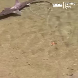 2.5K views · 40 reactions | Siarc yn cadw golwg nad yw pobl Cymru yn torri rheolau'r cyfnod cloi? 麗麗麗 Gwelwyd y math yma o siarc (morgi) ar draeth Bae Caswell yn ne Cymru dros y penwythnos.  Kerry Brereton | BBC Cymru Fyw | Facebook