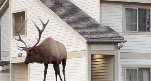 Bugling Elk's Breath Visible During Cold Snap