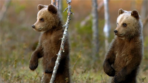 7.1K views · 258 reactions | The Bureau of Land Management has...