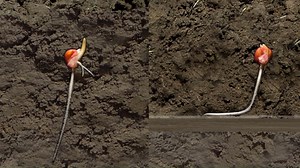 31 reactions · 16 shares | Implementing true vertical tillage on your operation is one change that can have a big impact on yield potential. Learn some of the agronomic benefits of vertical tillage, including healthier root systems and better water infiltration. #VerticalTillage #SoilManagement #HarvestStartsHere | Great Plains Ag | Facebook