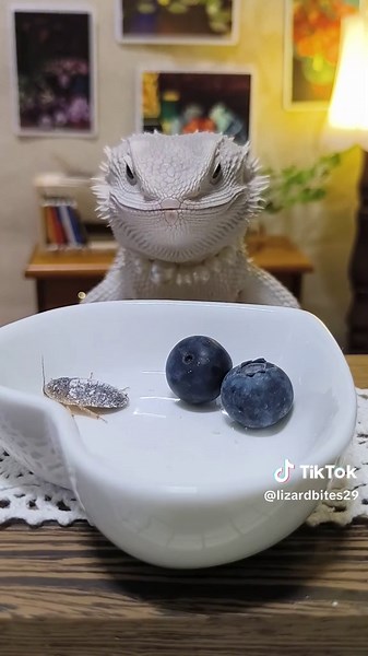 “Lizard Eats Bug & Blueberry! 🦎🦗🍇 (Crazy Reaction!)” #lizard #trendingpost #animals #foryoupageシ #viral