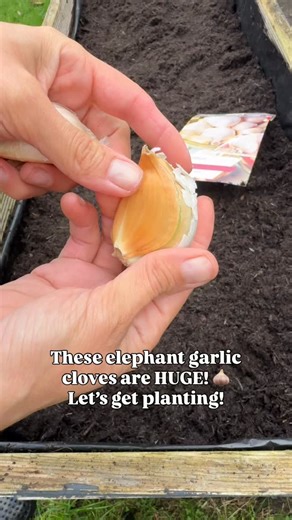 I love using garlic in my cooking, so I’m super excited to try growing elephant garlic.🧄 The cloves are HUGE, can’t wait to see just how big they’ll get in my garden. #ElephantGarlic #GarlicExperiment #GrowYourOwn #HomeGrownGarlic #DIYGarden #GardenFun #GardeningTips #FallPlanting #gardenersofinstagram #gardenlife #GiantGarlic #kitchengarden #fblifestyle #taylorsbulbs | Gitas gardening journey