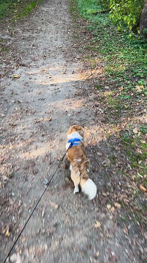 Maverick and I out for a walk…. | Shane Betzina