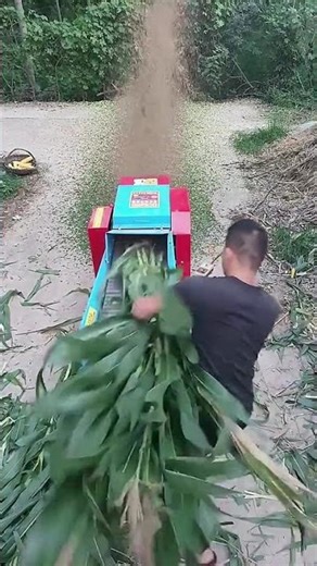 Amazing Green Fodder Cutting Machine in Action 🌿🚜 | Fast Farm Work #chaffcutter #farming #windrower