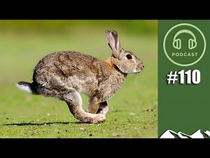 The story of the rabbit – FieldsportsChannel Podcast, episode 110