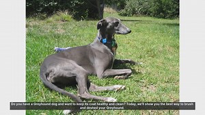 How to Brush and Deshed Your Greyhound: A Step-by-Step Guide