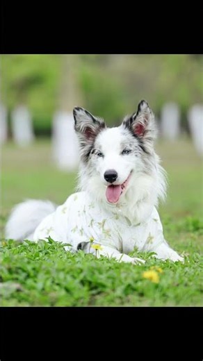 Rediscovering Emotional Bonds: A Border Collie's Spring Tale