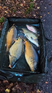 24K views · 542 reactions | C'était dur mais ça valait le coup de rester 藍藍️️☀️☀️ Bisous  Seb TV Fishing #reelsvideoシ #reelfb #canal #carpe #reel #video #fishingvideo #reelfishing #chauve | Seb TV Fishing | Facebook