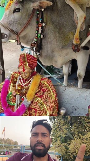 छः पैर वाली गाय माता के दर्शन 🙏 जो भी देखे उसकी किस्मत चमक जाए | अभी Like Subscribe करें