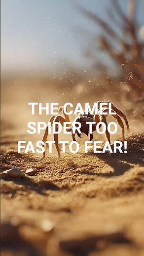 The Camel Spider’s Terrifying Speed 😱🕷️ #AnimalFacts #Wildlife #Wildebees
