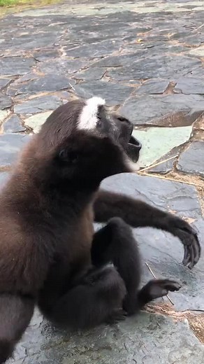 ‏Screaming Monkey Madness Goes Viral! 🐒😂 #FunnyMonkey #monkey #m | monkey funny videos