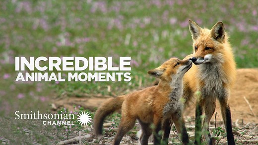 Incredible Animal Moments - Watch Full Movie on Paramount Plus