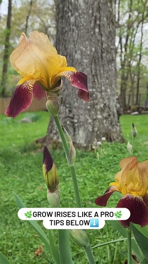 1.7K views · 19 reactions | Our 6 best tips to grow Irises: Irises...