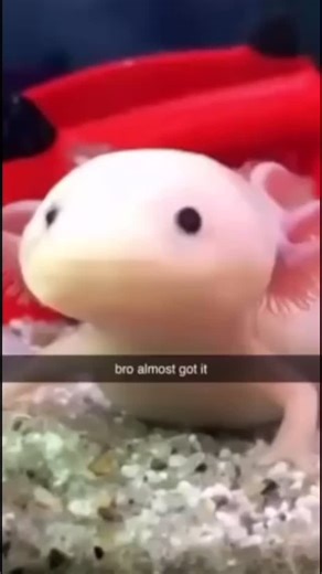 Cute Animals 𓆉 on Instagram: "One fascinating curiosity about axolotls is their remarkable regenerative abilities: they can fully regrow lost limbs, tails, spinal cord sections, and even parts of their heart and brain—without scarring—throughout their entire lives. Unlike humans and most animals, which form scars after injury, axolotls form a blastema (a mass of dedifferentiated cells) that perfectly reconstructs the missing tissue. This superpower has made them a key subject in scientific rese