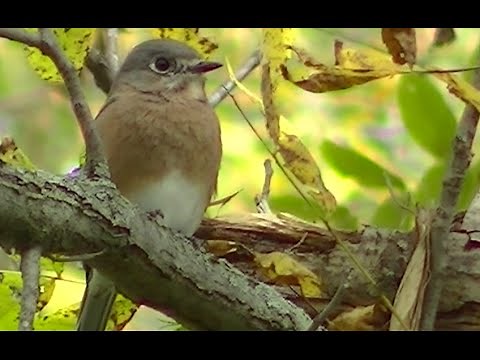 birds of north america