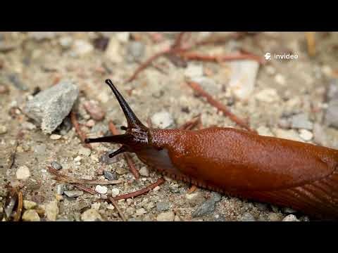 The Secret Life of Slugs: Nature's Slimy Wonders! #Slug #SlugFacts #wildlife #MolluskMysteries