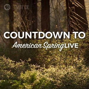7.1K views · 240 reactions | Mark your calendar -- "American Spring LIVE" premieres in one month! | Nature | PBS | Facebook
