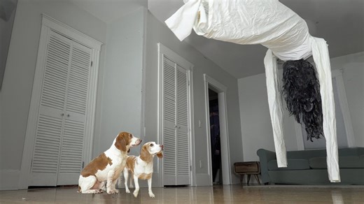 Dog discovers giant ghost hanging from ceiling