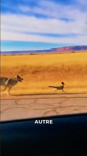 Why the Roadrunner is One of Nature's Most Impressive Birds