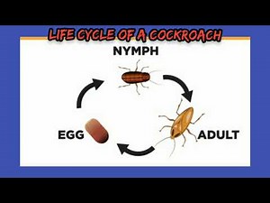 Life Cycle Of Cockroach| Reproduction in Cockroach| Reproduction in Animals