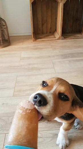 Celebrating Six Years with My Beagle ❤️