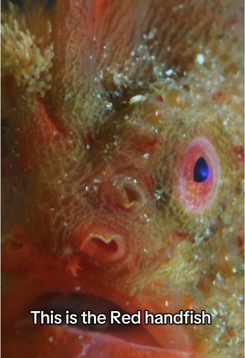 Red Handfish: A Marvel of Southern Tasmania