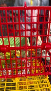 parrot couple #bird #parrot | Esports Hub | Facebook