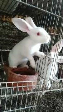 "From Weaning to Rearing! 2-Month-Old Hyla Rabbits Ready to Level Up"