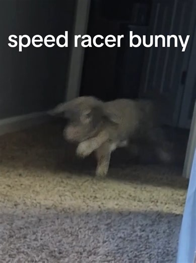 #speed #fast #funnyvideo #bunny #animalsoftiktok