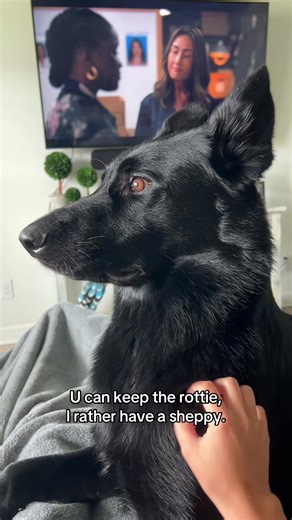 the best dog breed…. #gsd #germanshepherd #foryou #fyp #fypシ