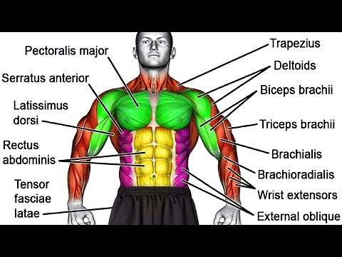 The Best Dumbbell Exercises for Every Muscle!