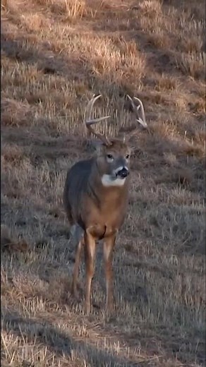 Decoy Fools Kansas Buck! 🦌