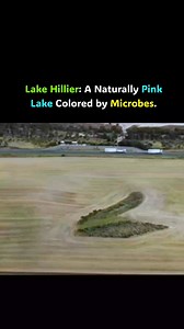 Lake Hillier is a naturally pink saltwater lake located in Western Australia. Its pink color is caused by pigment-producing microorganisms, mainly Dunaliella salina algae and halophilic (salt-loving) bacteria. These microbes produce carotenoid pigments, which give the lake its permanent pink color, even when the water is removed. #pinklakeaustralia #pinklake #science #facts #NatureFacts #amazingplaces #reel #DidYouKnow | World's Amazing Factz