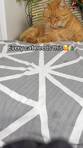 2.3K views · 125 reactions | Best toy for cats ever殺 | Flappybirdtoy | Facebook